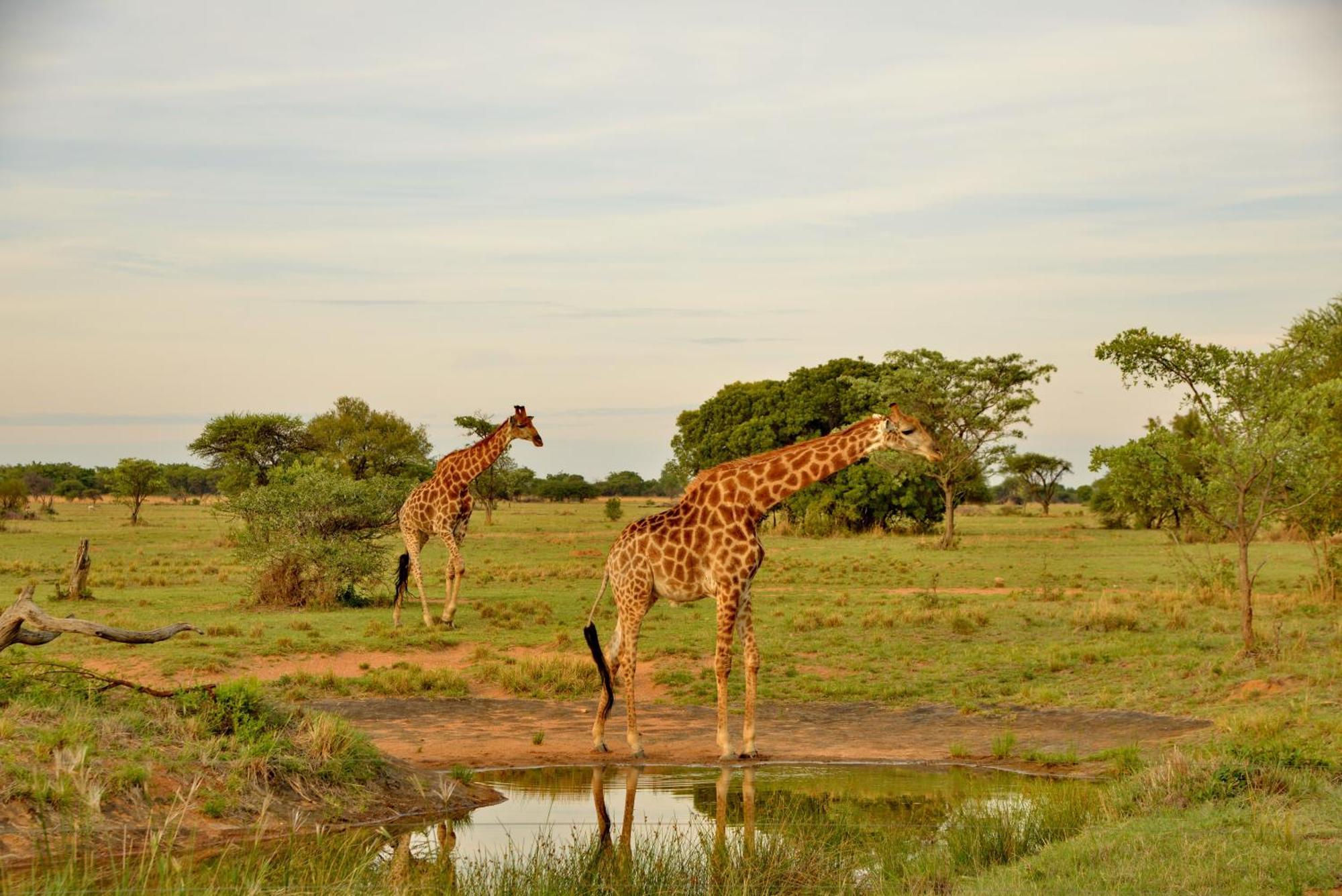 Safari Plains Villa Mabula Game Reserve Exterior photo